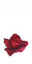 1x Verzierwachsornament "Rose" - in der Farbe 056 Altrot - Grösse 35mm x 50mm - Topseller